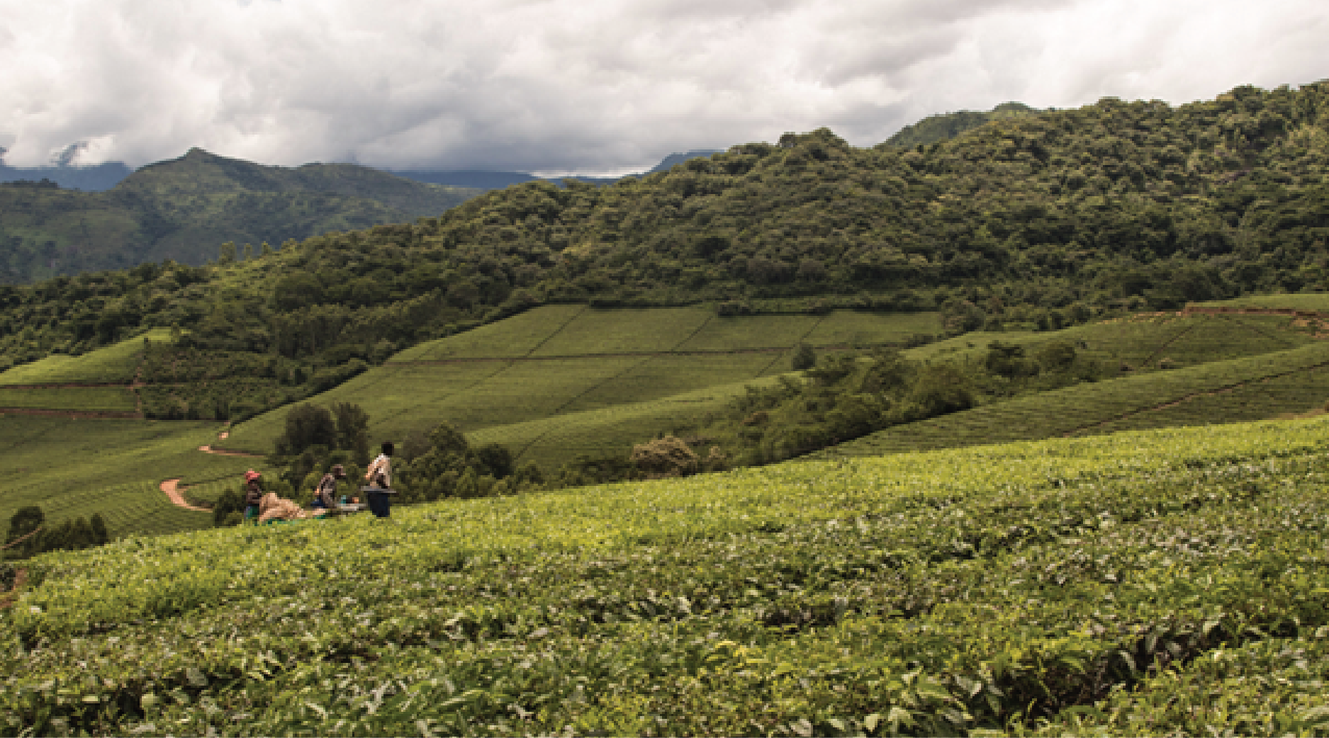 Image of a green field (Screen grab from YouTube Video Link)