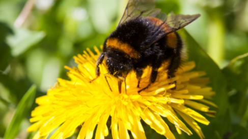 A bumblebee on a flower