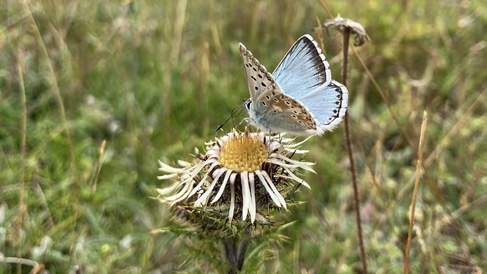 Chalkhill Blue and bank at Totternhoe. Photo Edgar Turner