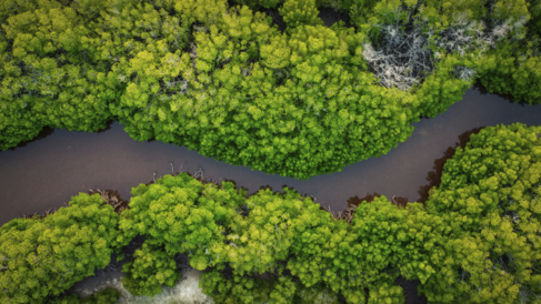 Mangrove