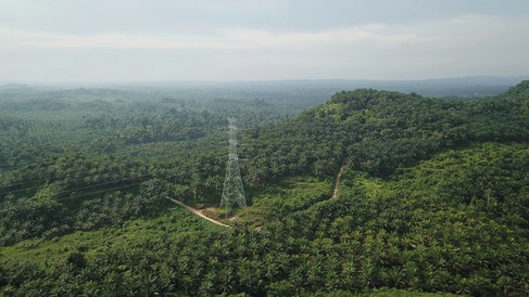 Oil Palm- Malaysia