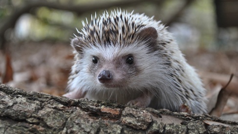 Baby hedgehog
