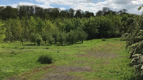 Madingley Wood