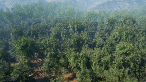 Broadleaf forest