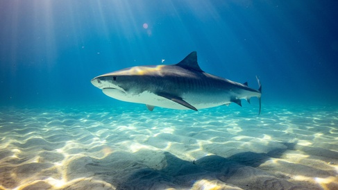 Tiger shark in the Bahamas. Photo by Gerald Schömbs on Unsplash
