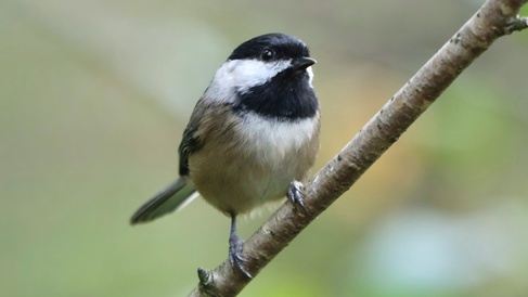 Black-capped Chickadee