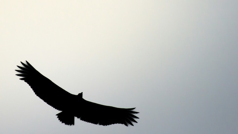 Vultures gracefully soaring the sky, Ghachok, Nepal