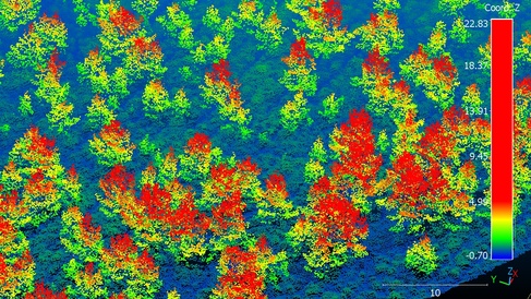 Regenerating Scots Pine in Cairngorms visualised from airborne LiDAR scan