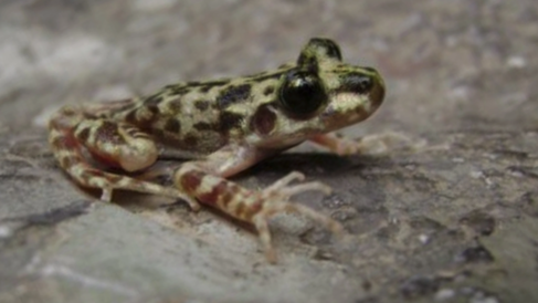 Midwife toad