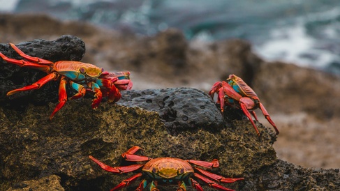 Zayapas from the Galapagos Islands, Ecuador (Sally Lightfoot crabs)
