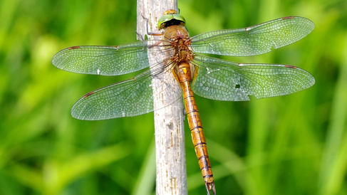 Norfolk hawker