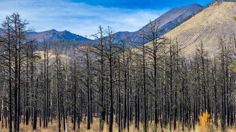 Burned ponderosa pine forest after a wildfire