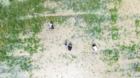 An aerial photo of smallholder farmers transplanting rice in Senegal's Saint-Louis region