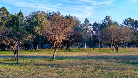 Trees in a park