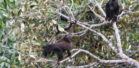 Spix's Red-handed Howler Monkeys (Alouatta discolor) in the Tapajós National Forest, many endemic species are now living in ecosystems with novel temperature regimes 