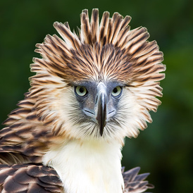 0410.Philippine-Eagle-3_ALAIN-PASCUA.600.jpg