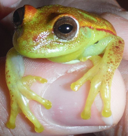 Peru frog_EC.png