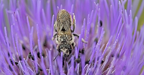 Bioblitiz bee on flower (credit:Sir Cam)