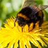 A bumblebee on a flower