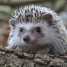 Baby hedgehog