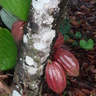 Cocoa pods on a cocoa tree (Theobroma cacao) in Ivory Coast