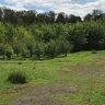 Madingley Wood