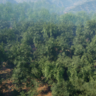 Broadleaf forest