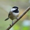 Black-capped Chickadee
