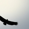 Vultures gracefully soaring the sky, Ghachok, Nepal