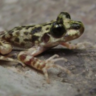 Midwife toad