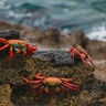 Zayapas from the Galapagos Islands, Ecuador (Sally Lightfoot crabs)