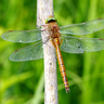 Norfolk hawker
