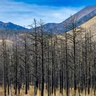 Burned ponderosa pine forest after a wildfire