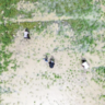 An aerial photo of smallholder farmers transplanting rice in Senegal's Saint-Louis region
