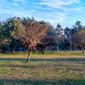 Trees in a park