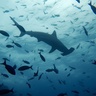 Hammer head shart plus fish swimming