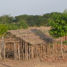 People living near the Eastern Arc Mountains use poles collected from the forests to build their homes. [Credit: Marije Schaafsma]
