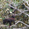 Spix's Red-handed Howler Monkeys (Alouatta discolor) in the Tapajós National Forest, many endemic species are now living in ecosystems with novel temperature regimes 