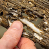 Person's hands prying open wet wood to show 'Naked clams' inside the structure