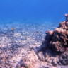 Photograph of Bleached Coral Reef