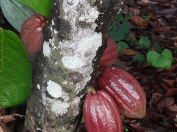 Cocoa pods on a cocoa tree (Theobroma cacao) in Ivory Coast