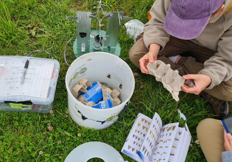 Bug Collection