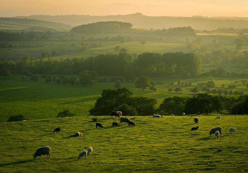 field of sheep