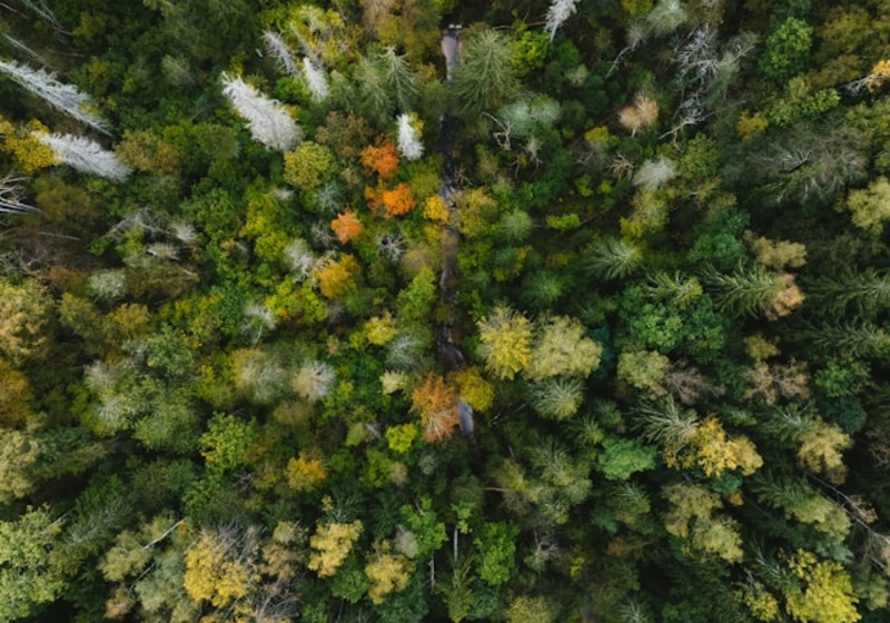 trees