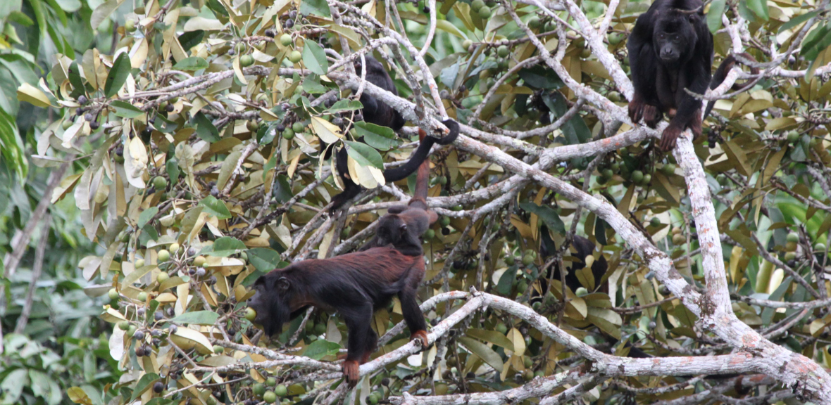 Spix's Red-handed Howler Monkeys (Alouatta discolor) in the Tapajós National Forest, many endemic species are now living in ecosystems with novel temperature regimes
