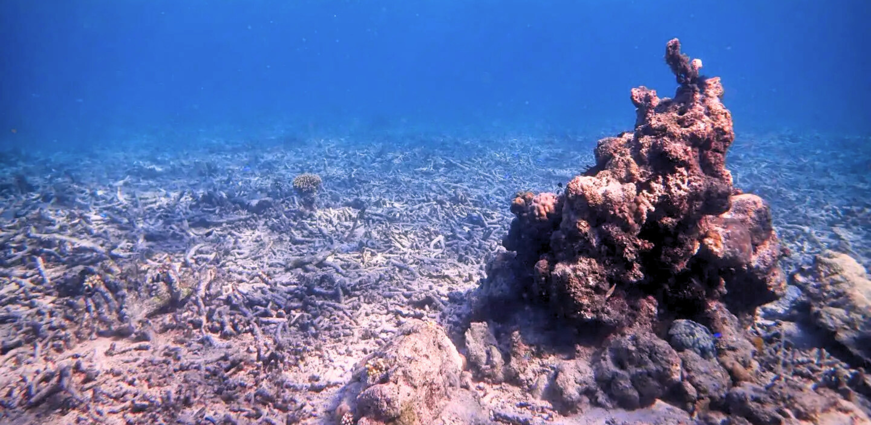 Photograph of Bleached Coral Reef