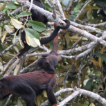 Spix's Red-handed Howler Monkeys (Alouatta discolor) in the Tapajós National Forest, many endemic species are now living in ecosystems with novel temperature regimes 