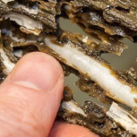 Person's hands prying open wet wood to show 'Naked clams' inside the structure