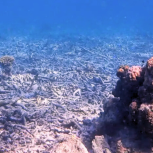 Photograph of Bleached Coral Reef