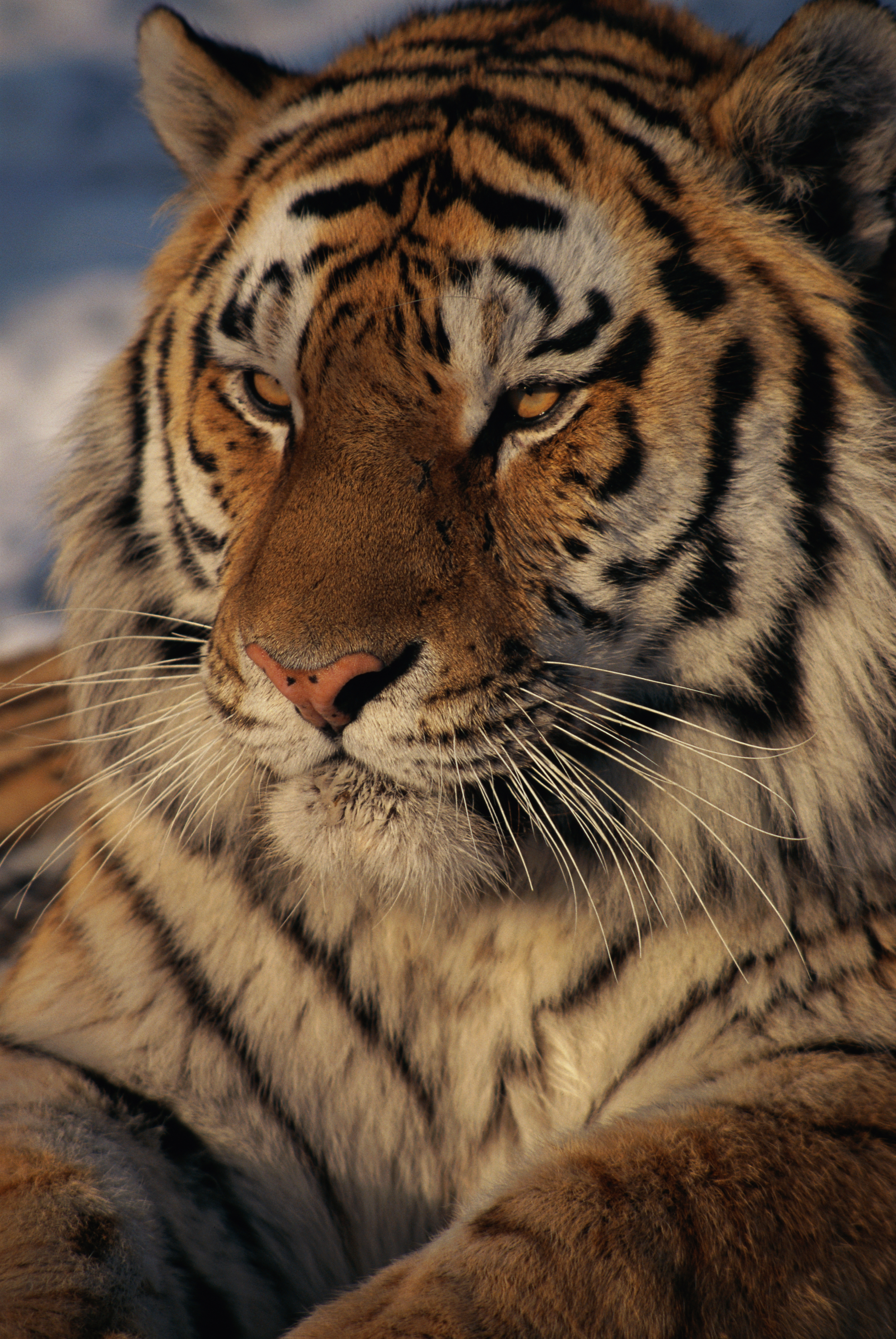 NationalGeographic_502595 Tiger.png